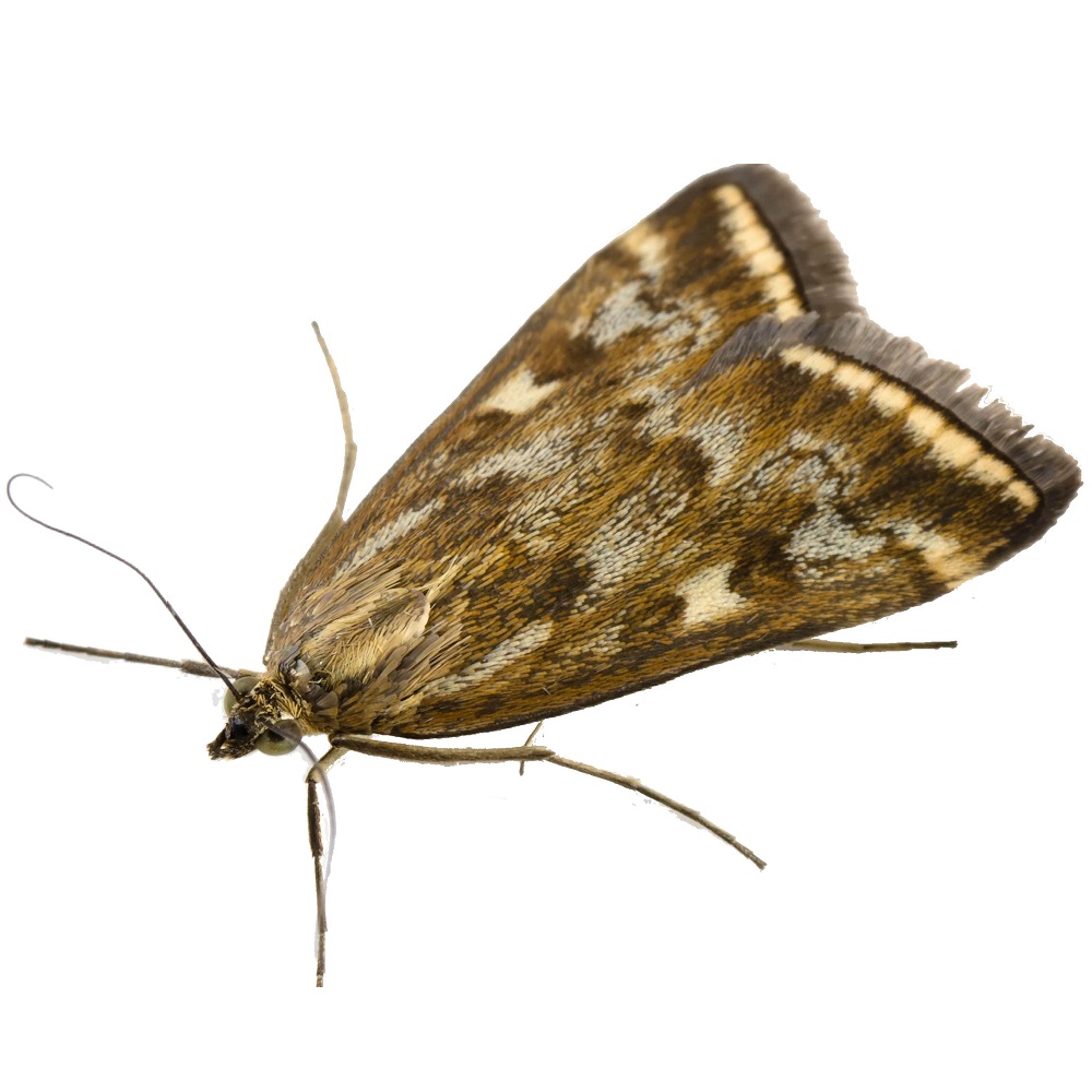 Close-up a brown moth with patterned wings on a white background.