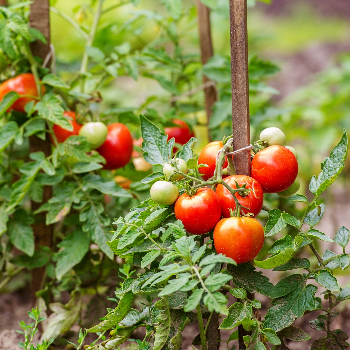 Tomato plants with ripe and unripe tomatoes supported by stakes in a garden.