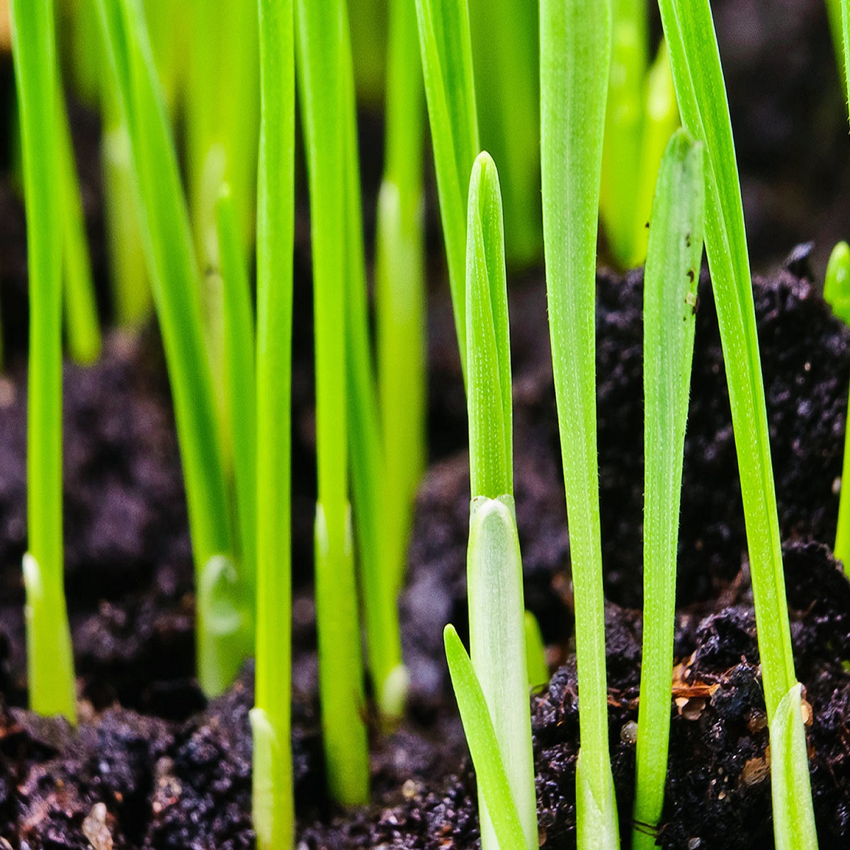 Close-up of young green grass shoots growing in dark soil.