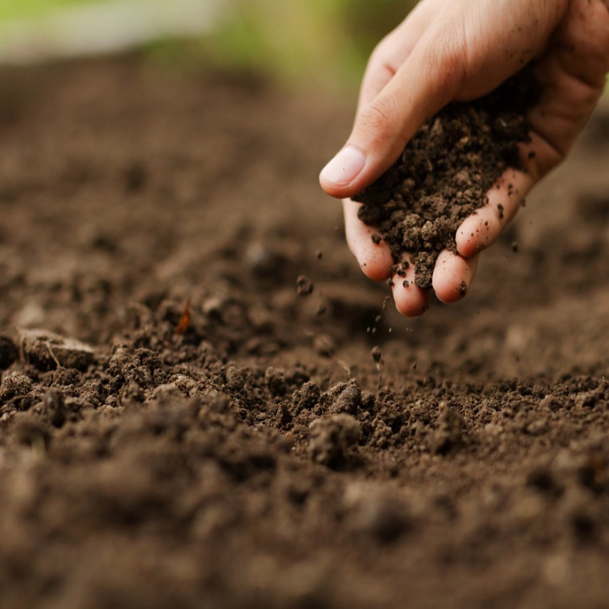 Hand sprinkling soil onto a garden bed.