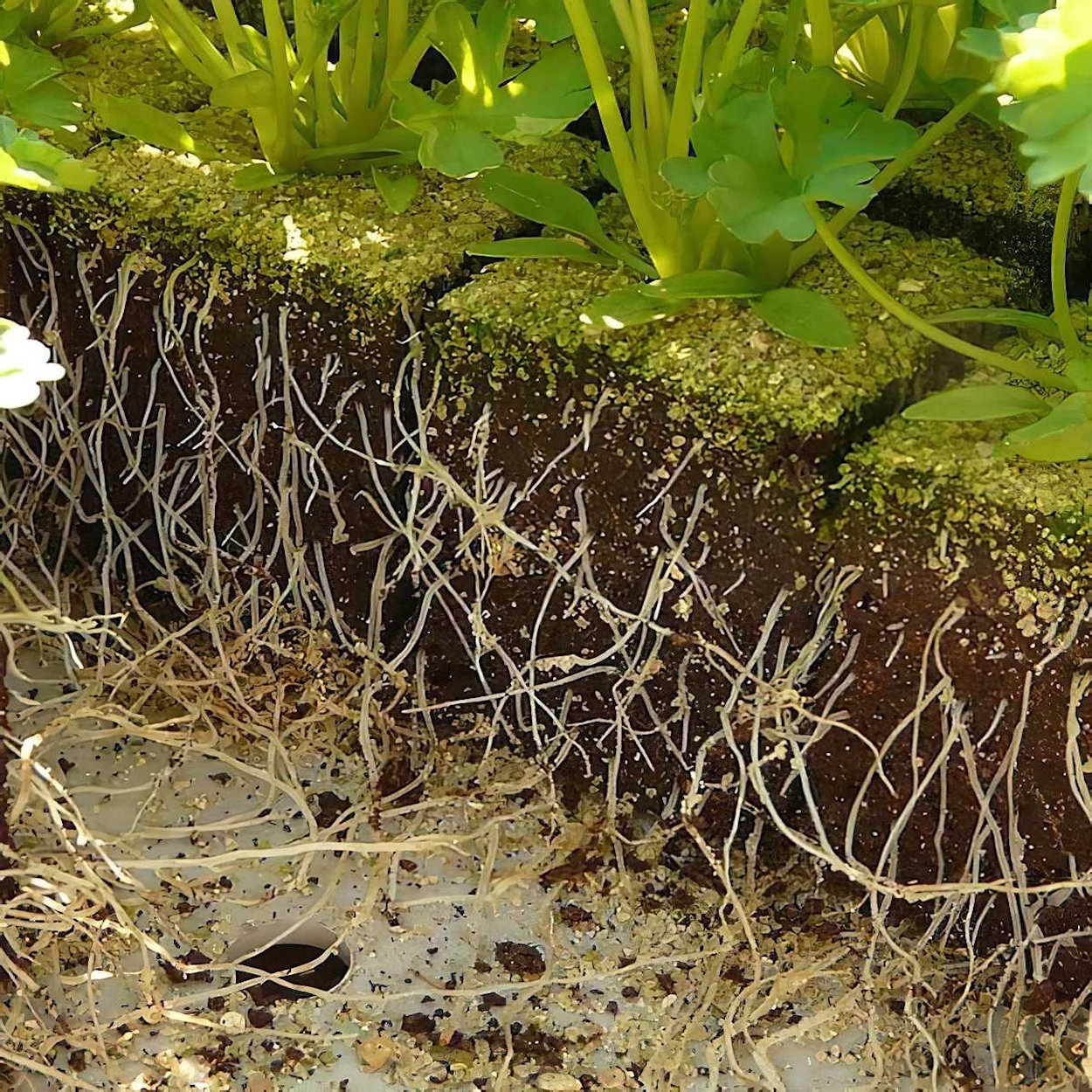 Close-up of plant roots growing in soil with green foliage above.