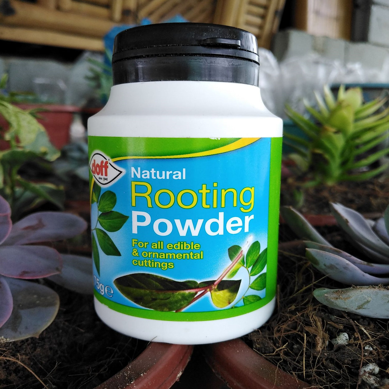 Doff Natural Plant Rooting Powder 75g container placed among potted plants.