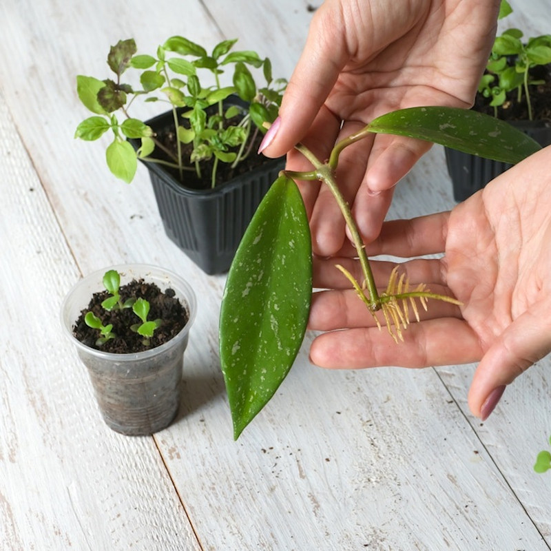 Hands holding a plant cutting with visible roots, next to potted seedlings on a wooden surface.