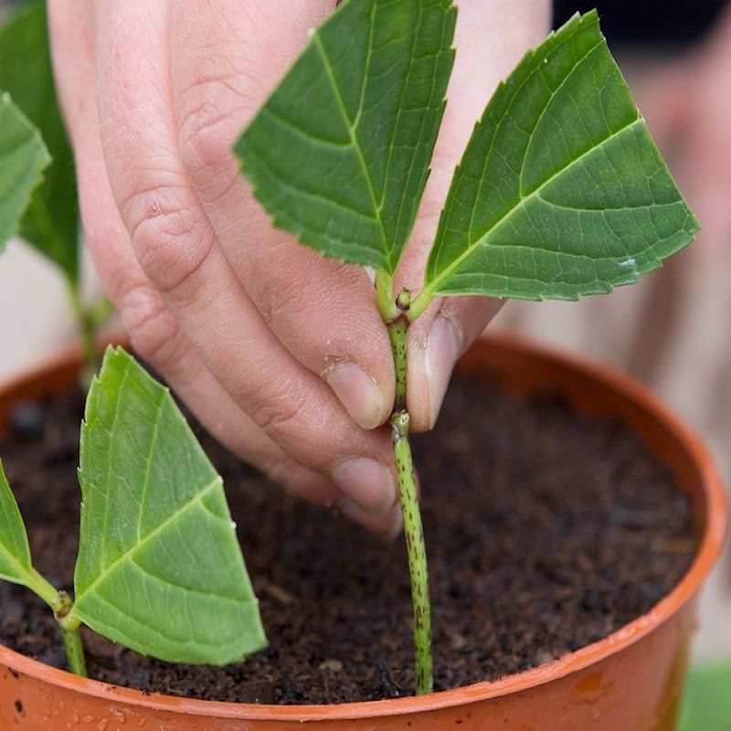 Close-up of a hand planting a cutting into soil in a pot.