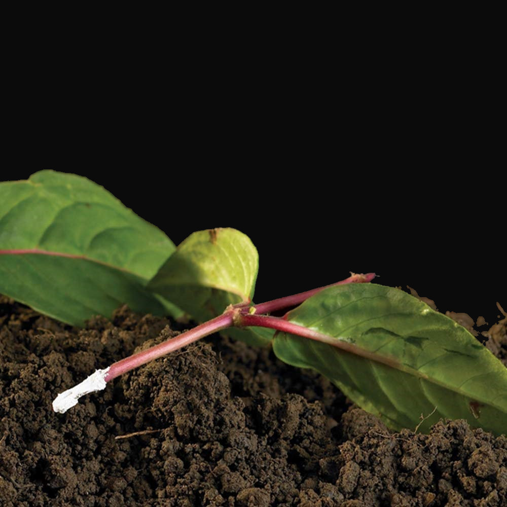 Close-up of a plant cutting with rooting powder applied, placed in soil.