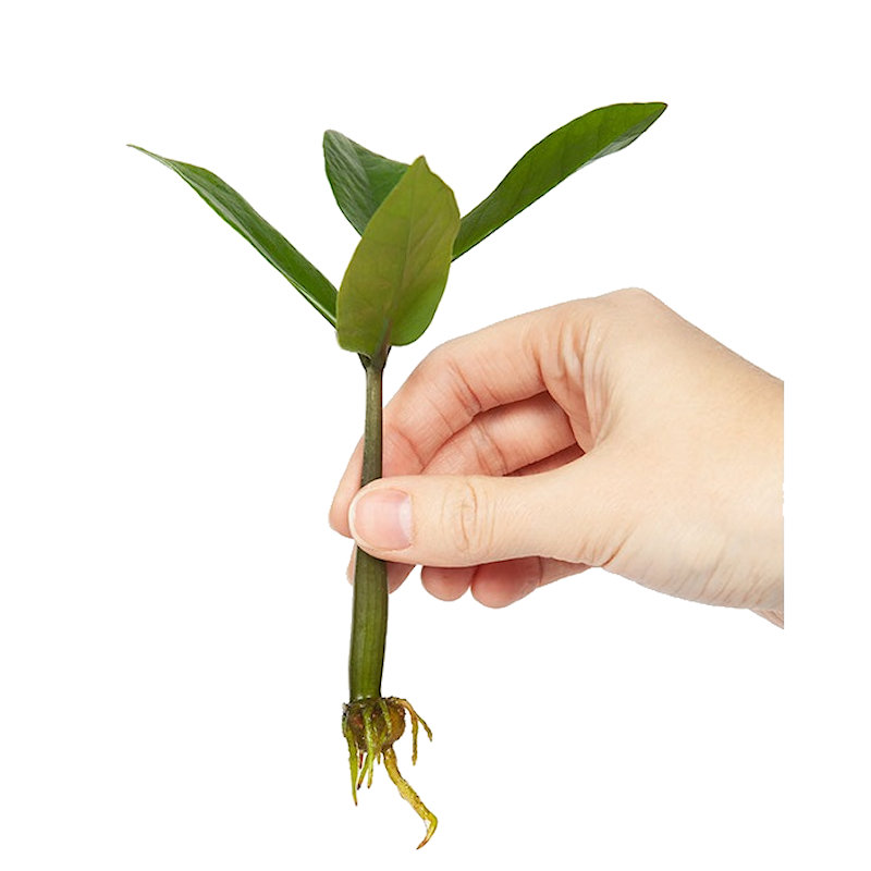 Hand holding a young plant with visible roots.