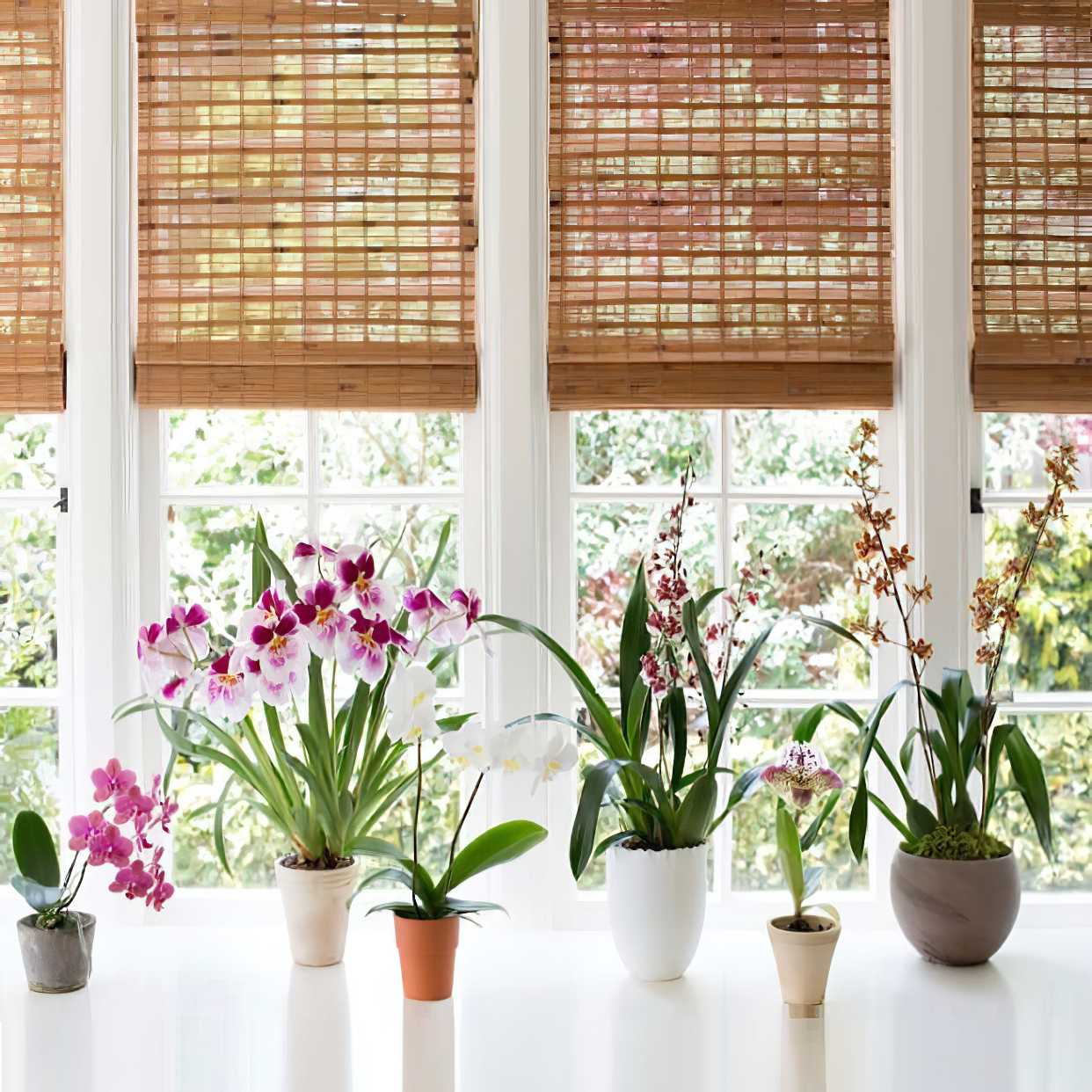 A collection of potted orchids displayed on a windowsill with natural light filtering through bamboo blinds.