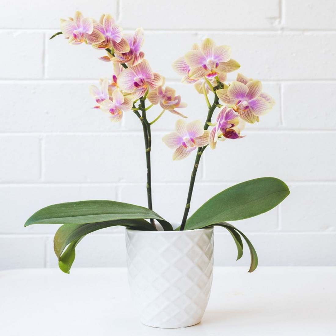 Potted orchid with pink and yellow blooms against a white brick wall.