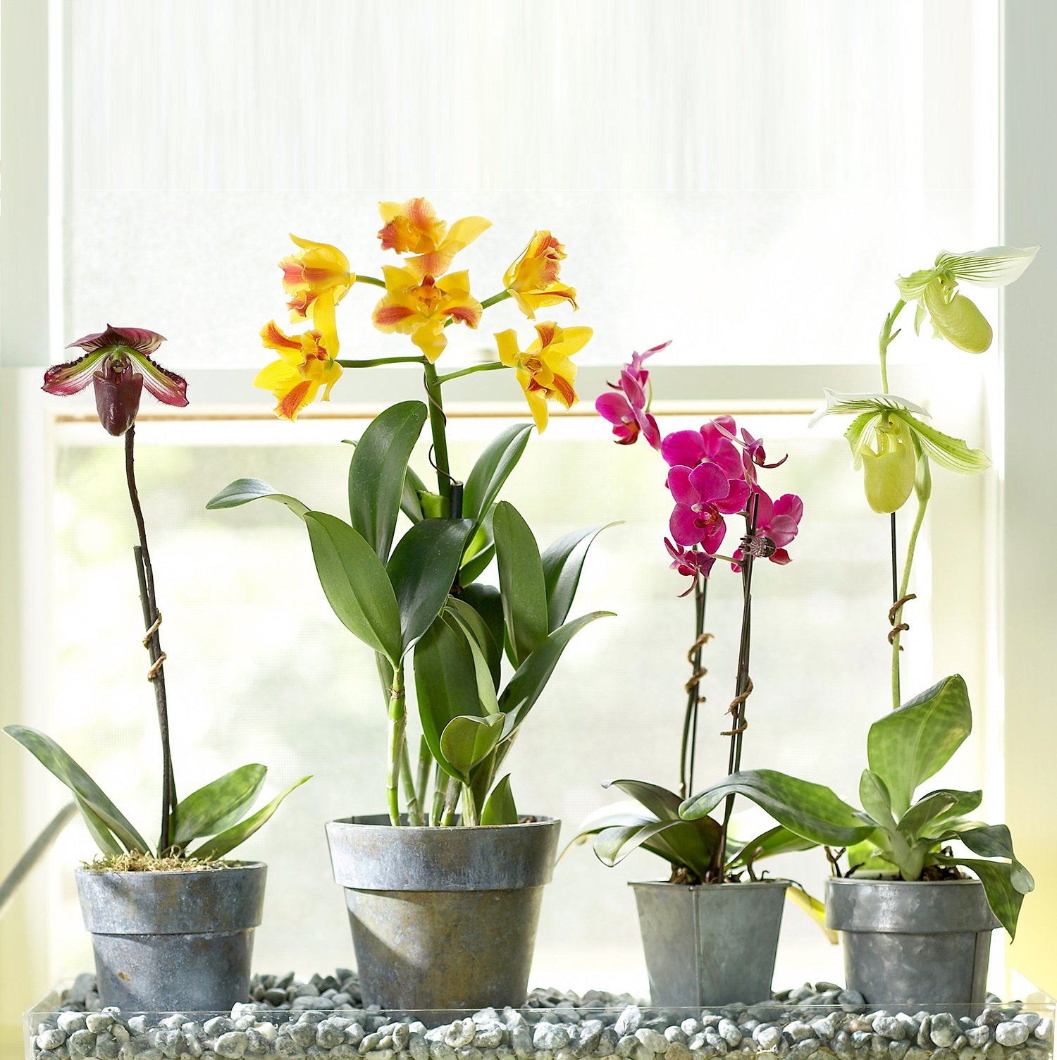 Four potted orchids in various colours on a windowsill.