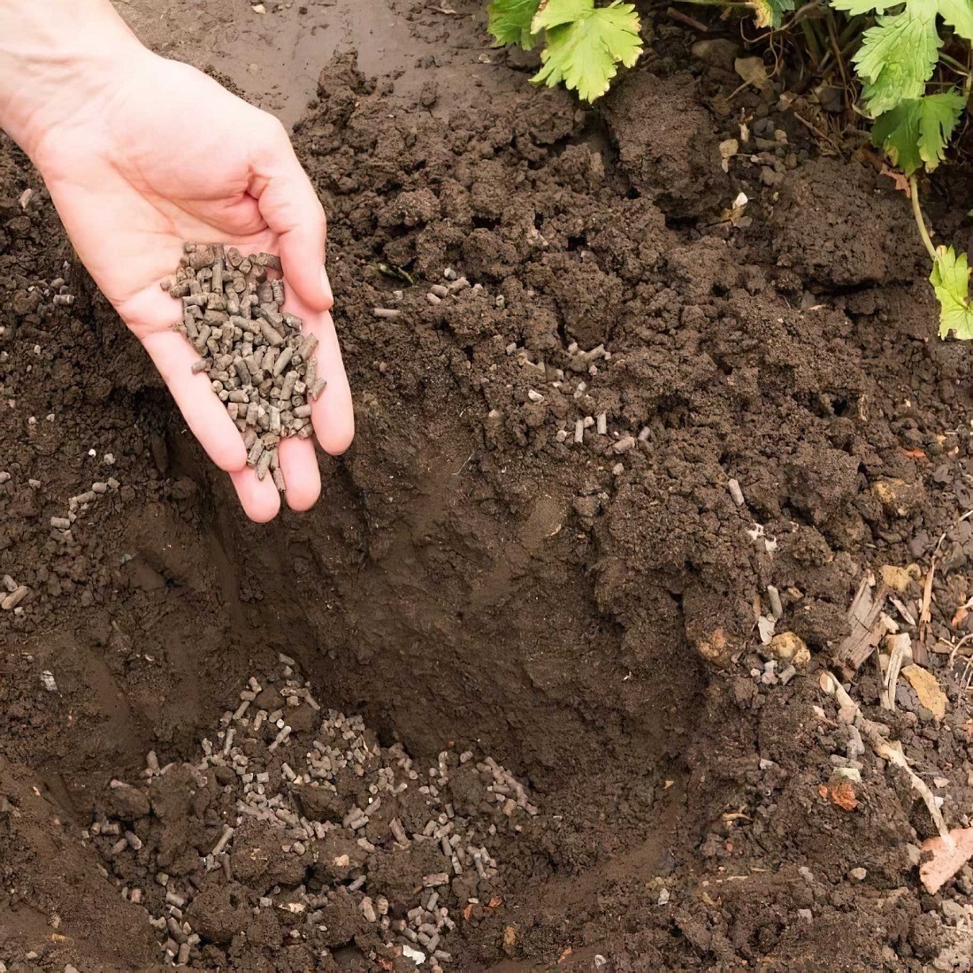 Hand spreading organic chicken manure pellets into garden soil.