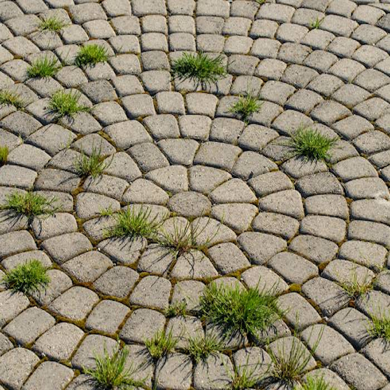 Weeds growing between circular paving stones.