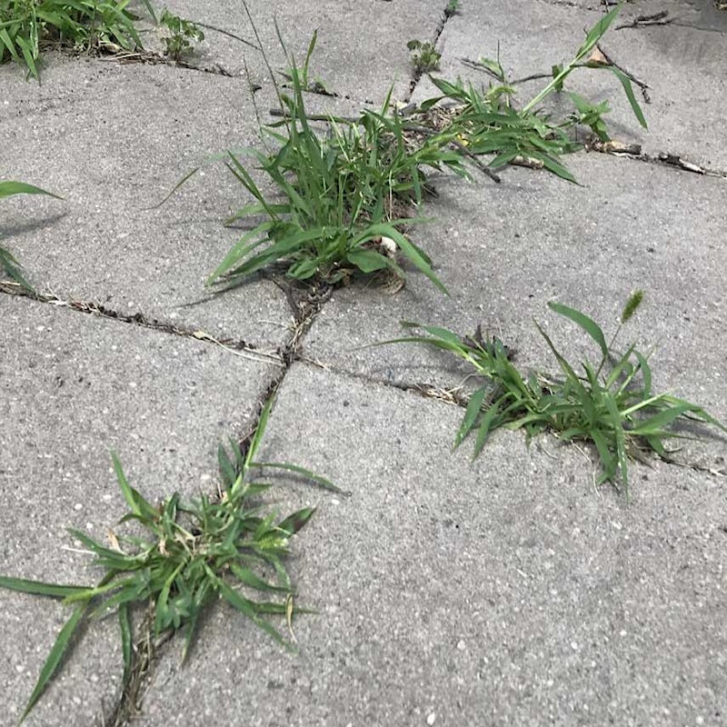 Weeds growing between patio slabs.