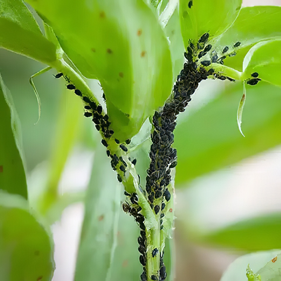Close-up of greenfly and blackfly infestation on plant leaves and stems.
