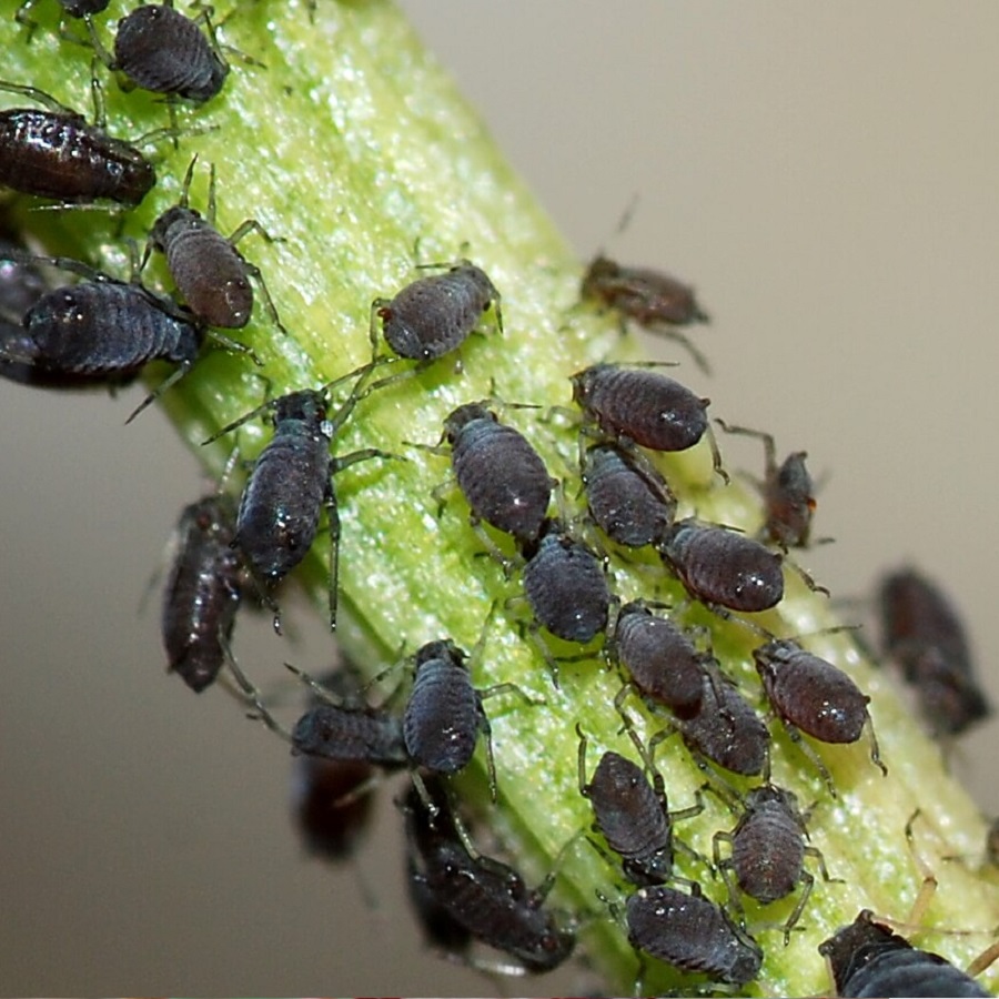Close-up of blackflies on a green plant stem.