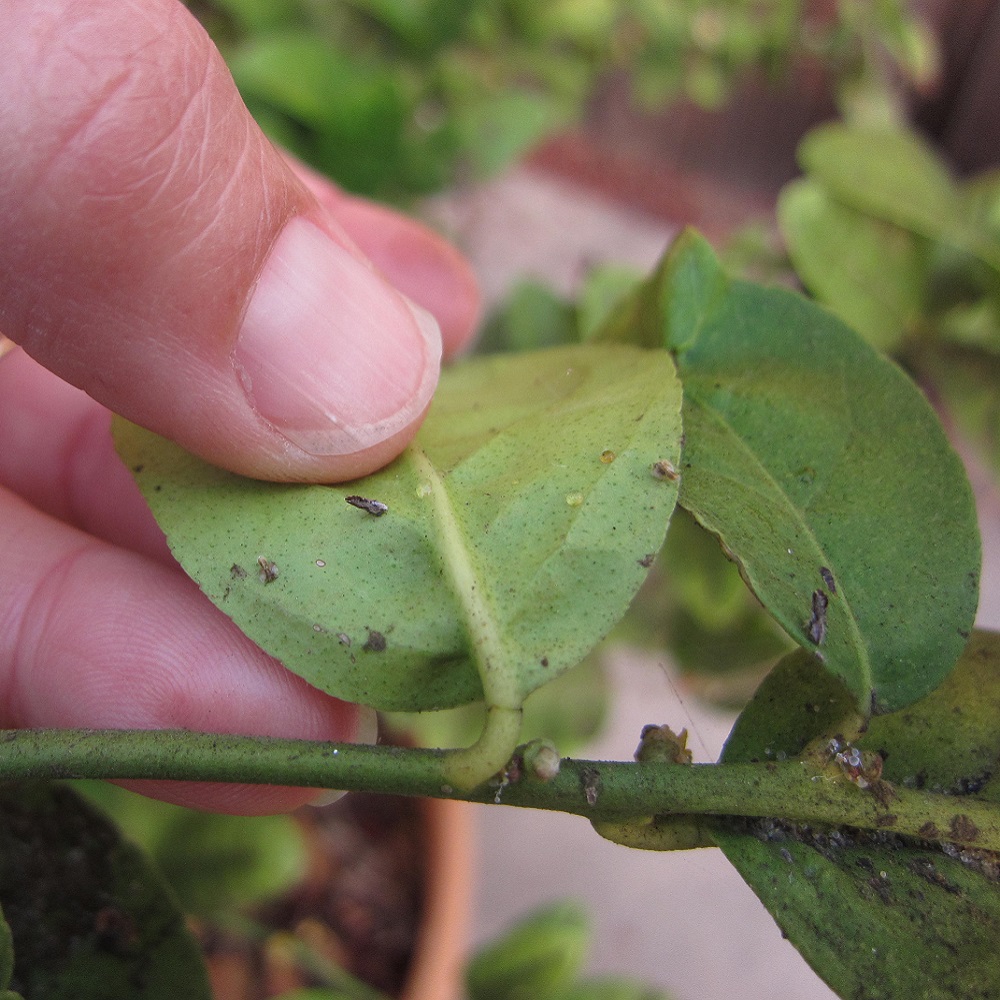 Close-up of a hand inspecting a leaf with visible small insects and signs of fungus.