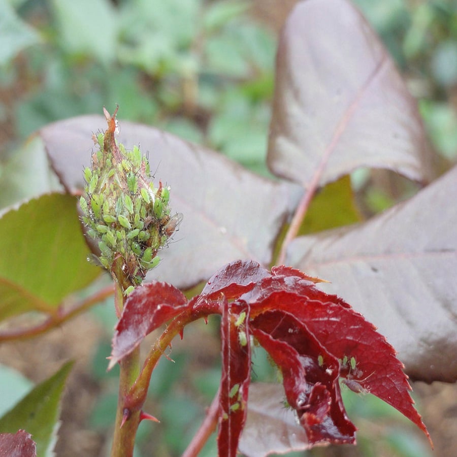 Close-up of a rose plant with green aphids on the leaves.