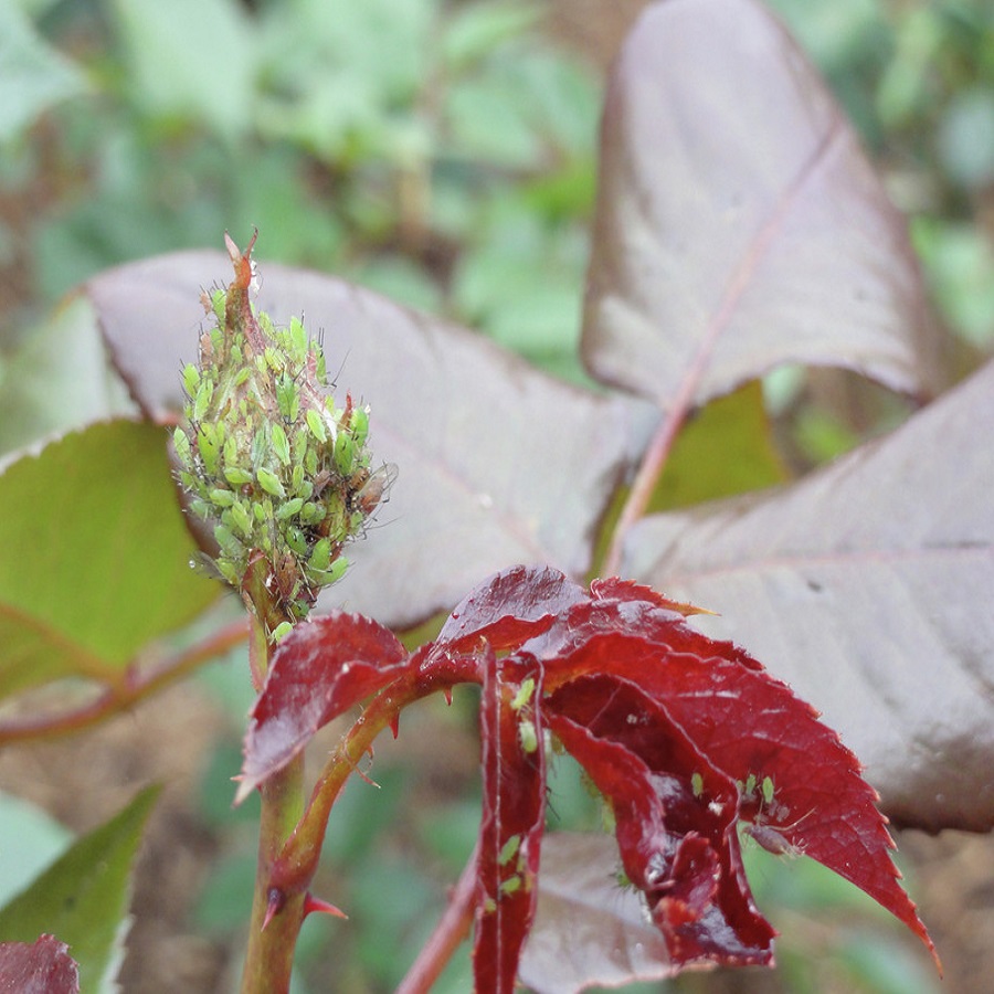 Close-up of a plant with green aphids on red leaves.