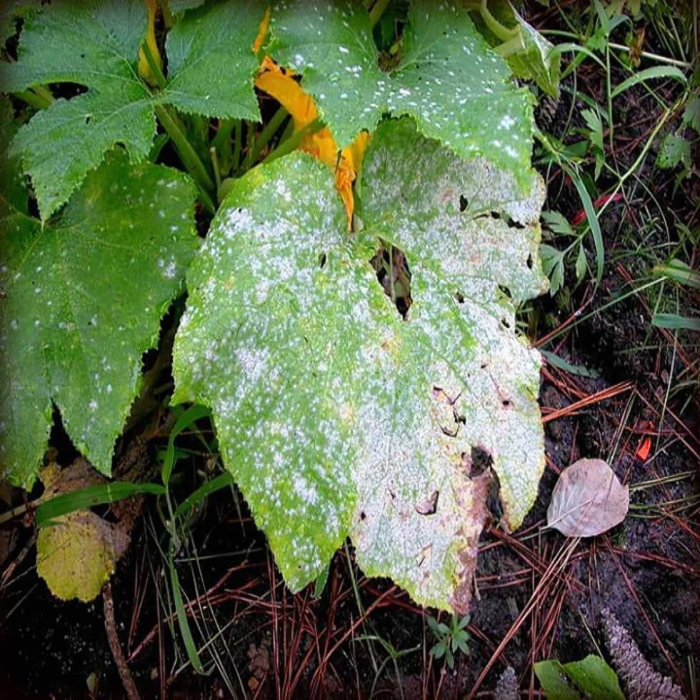 Close-up of green plant leaves affected by powdery mildew.