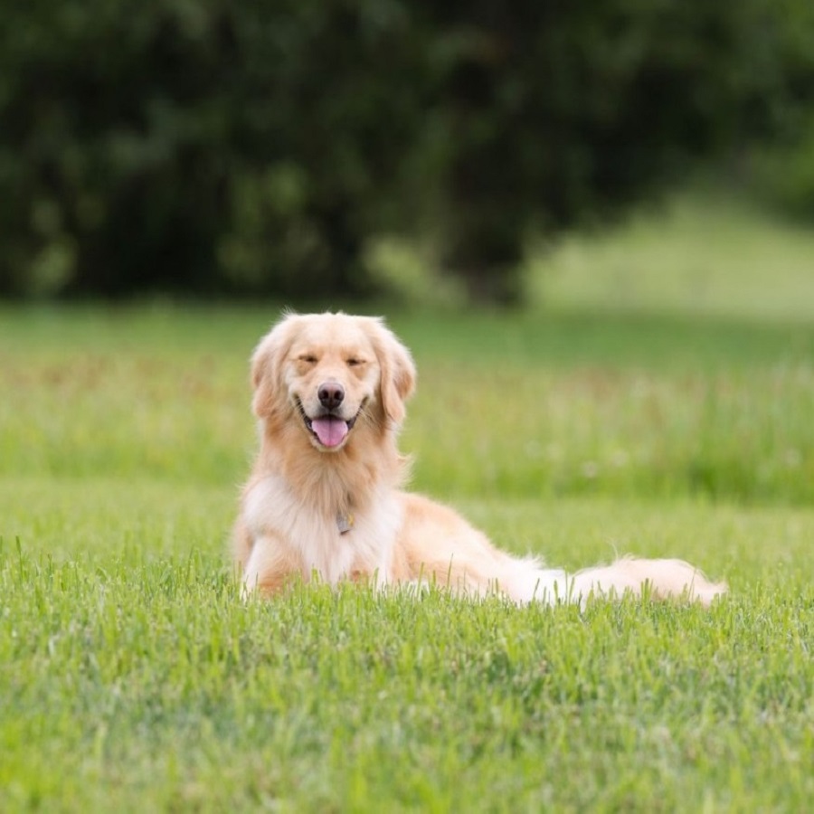 Golden retriever lying on a lush green lawn.