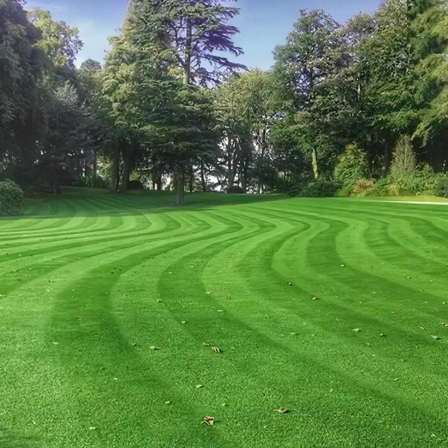 A lush green lawn with evenly cut grass and trees in the background.