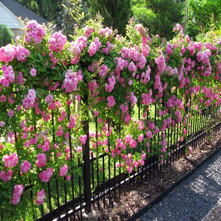 Pink roses blooming on a garden fence with lush green foliage.