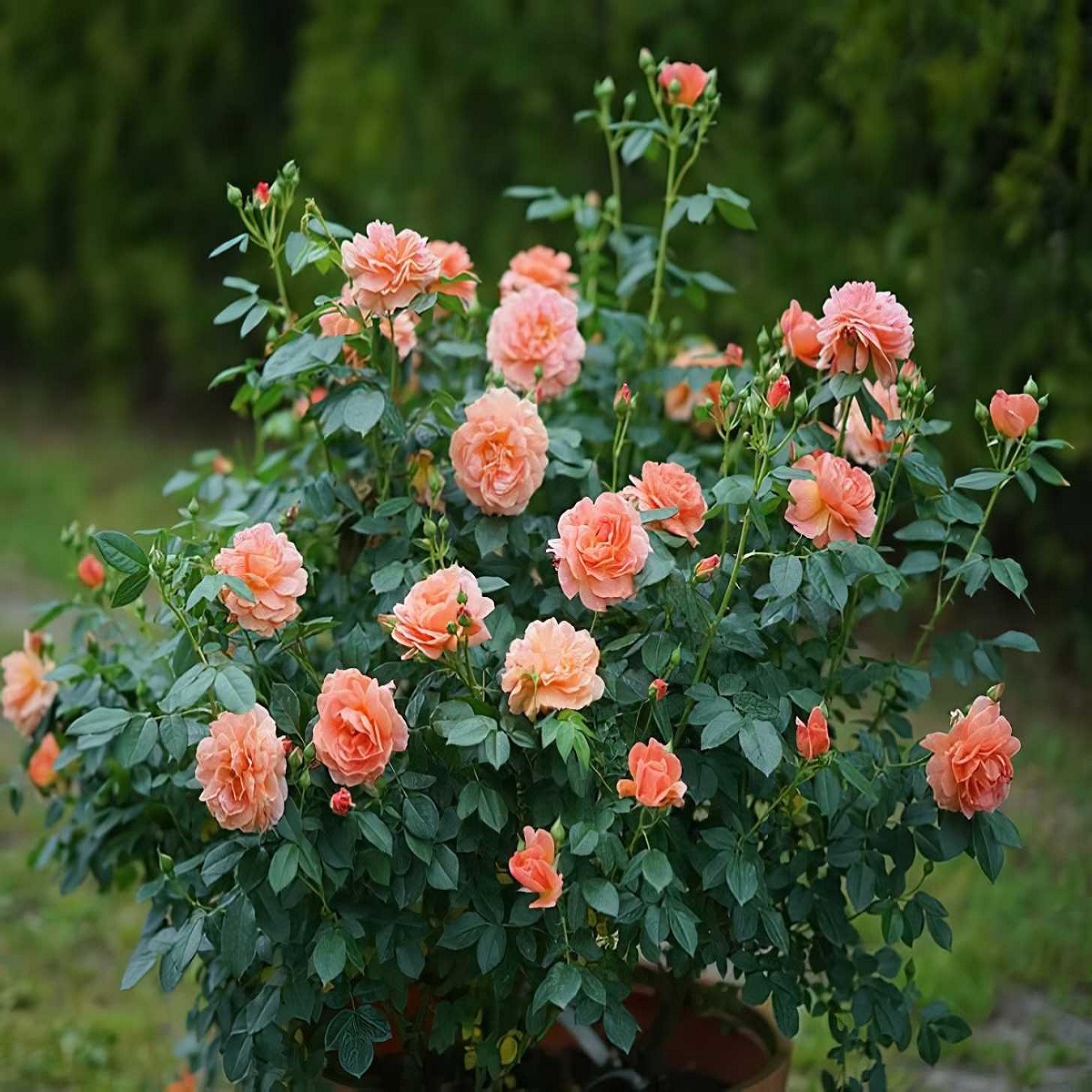 A lush rose bush with vibrant peach-coloured blooms in a garden setting.