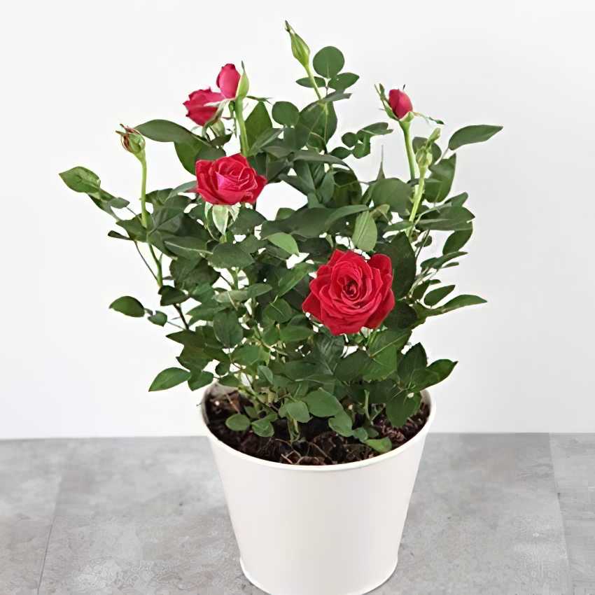 A potted rose plant with vibrant red blooms and lush green leaves.