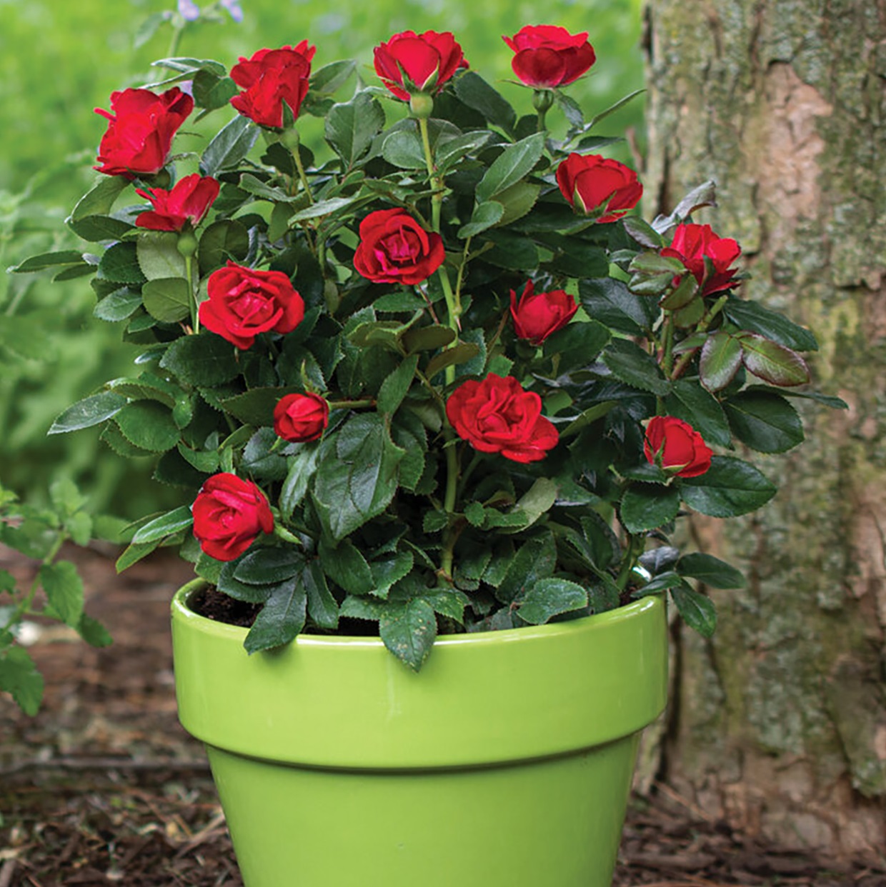 A green pot with a rose bush featuring vibrant red roses, placed outdoors near a tree.