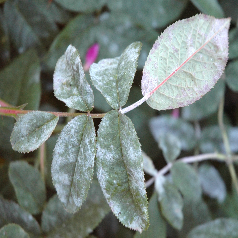 Close-up of plant leaves affected by powdery mildew.