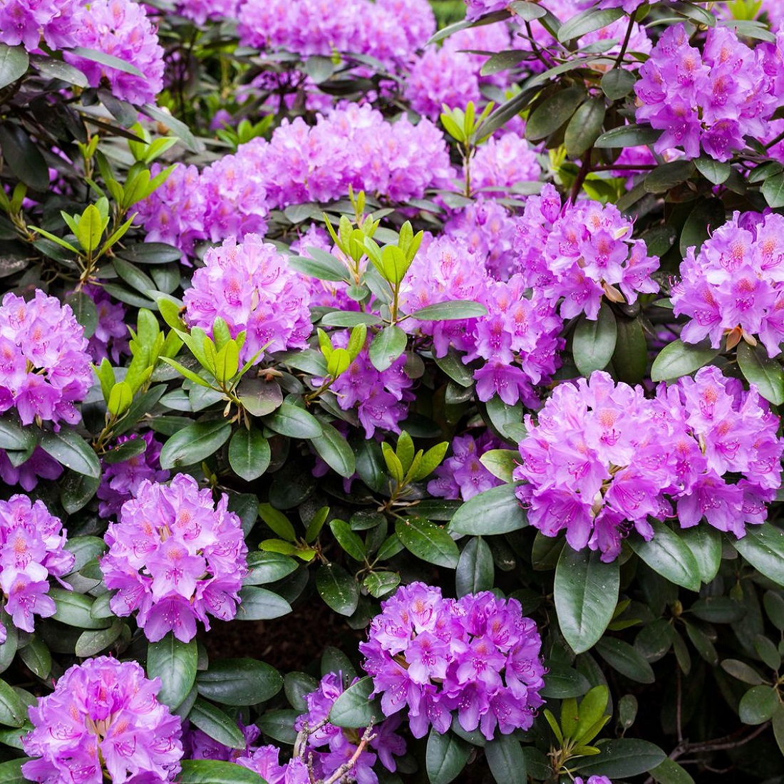 Purple flowers in full bloom surrounded by green leaves.