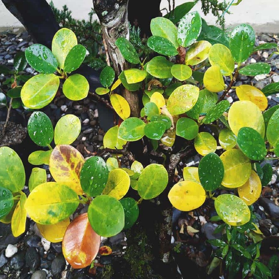 Close-up of a plant with green and yellow leaves covered in water droplets.