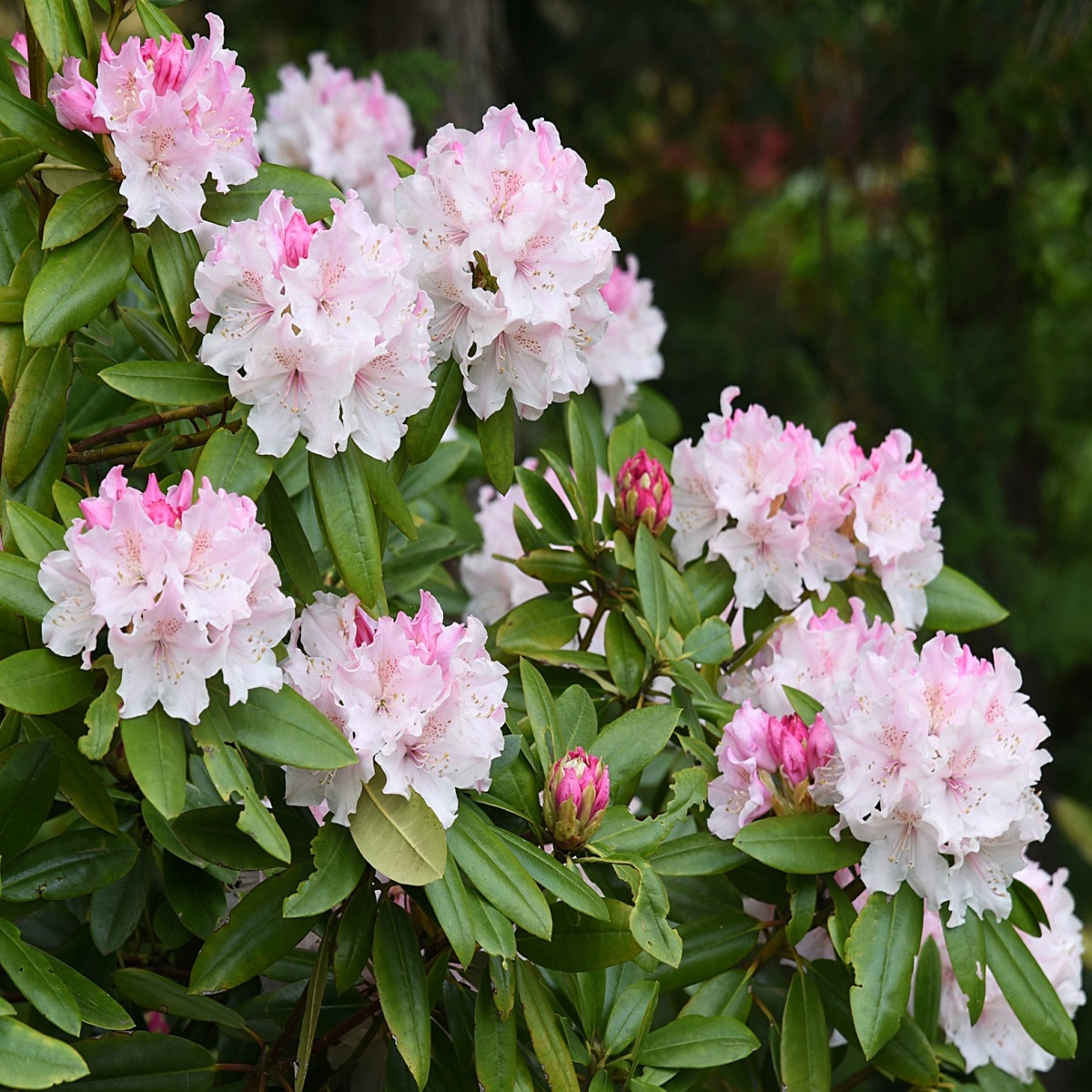 Close-up of blooming pink and white rhododendron flowers with green leaves.