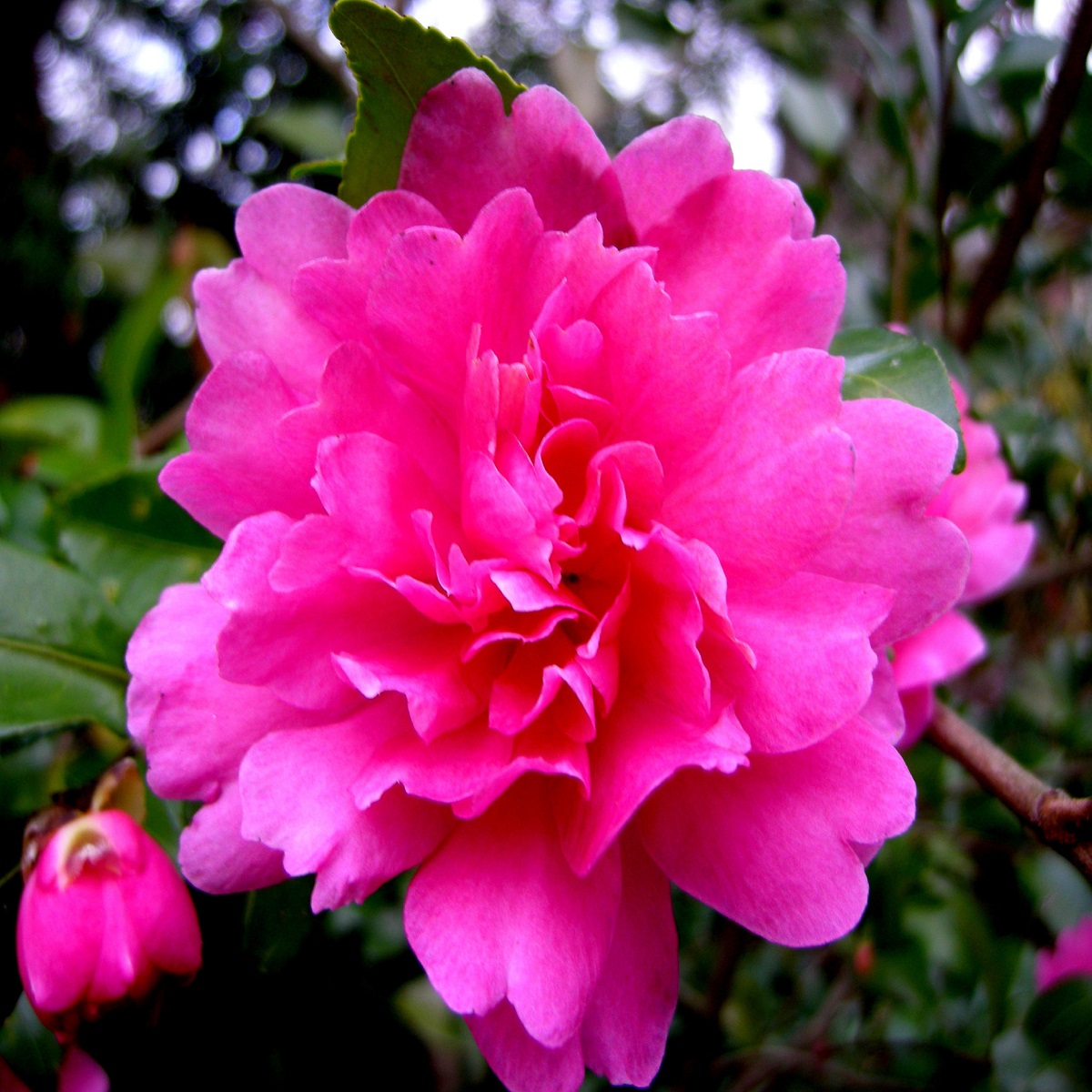 Close-up of a vibrant pink flower with green leaves in the background.