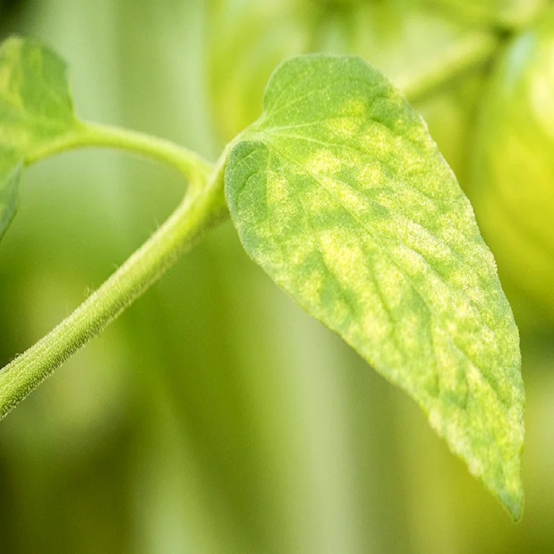 Close-up of a green leaf with visible veins and slight yellowing.