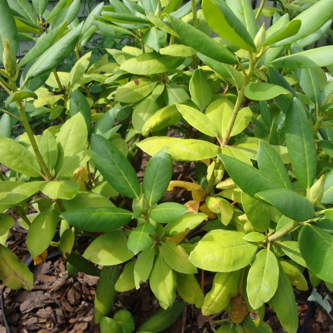 Close-up of healthy green plant leaves in a garden setting.
