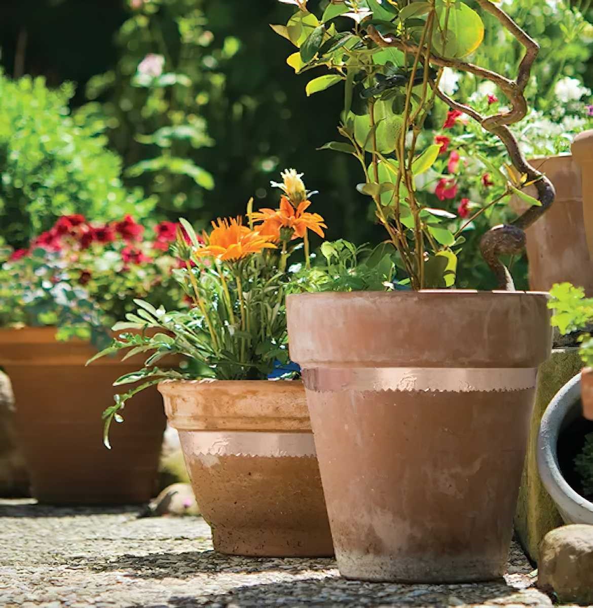 Garden pots with copper slug tape around them to deter slugs and snails.