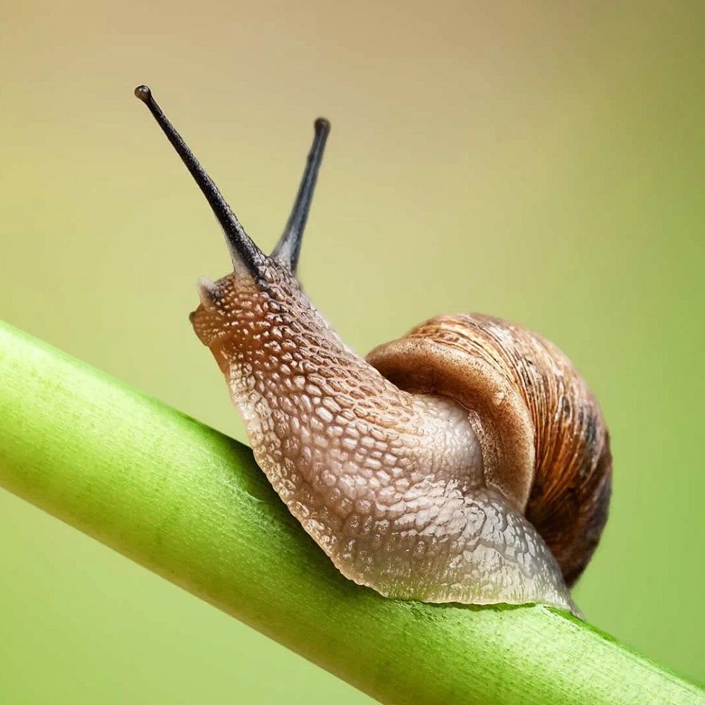 Close-up of a snail on a green stem against a blurred background.