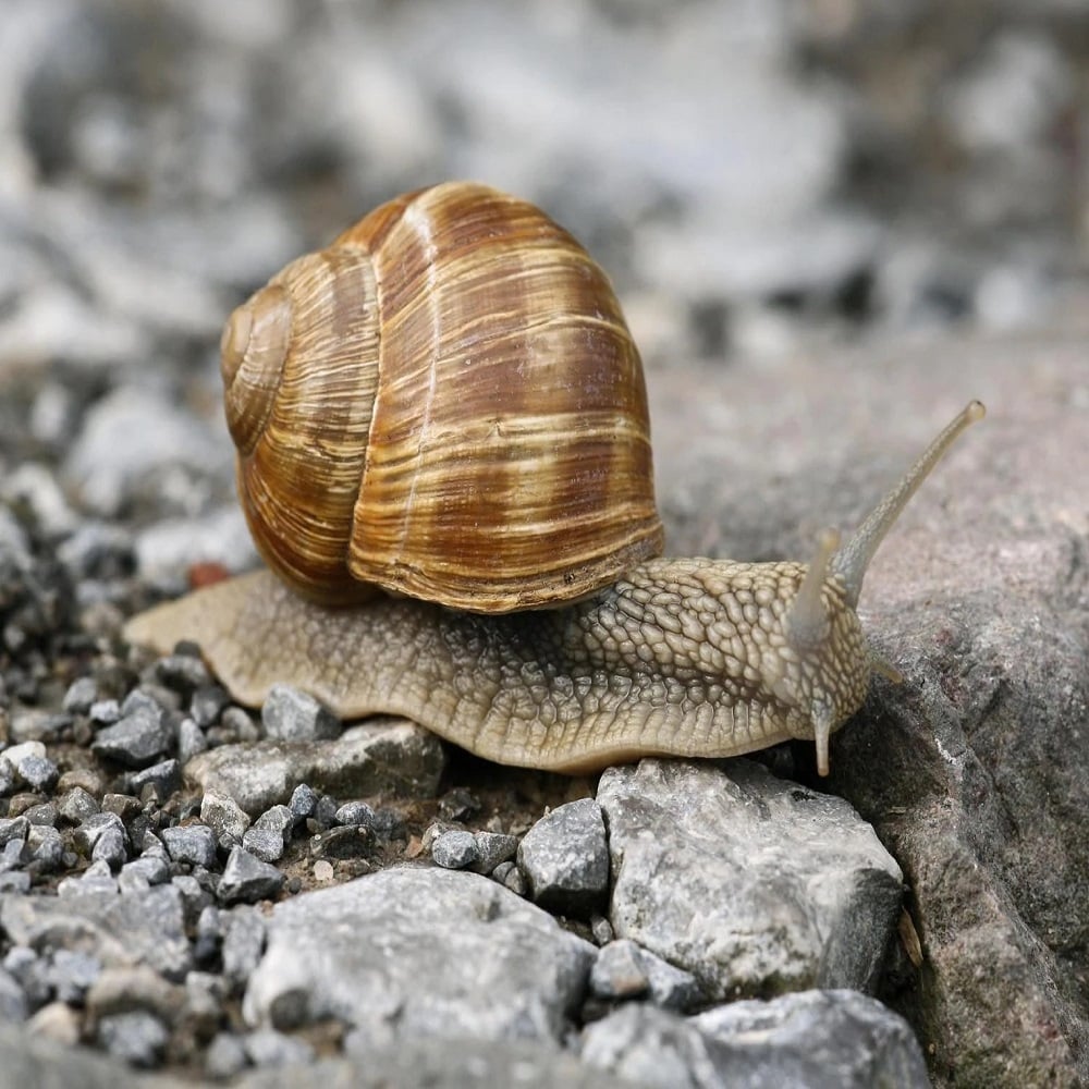 Close-up of a snail on rocky ground.