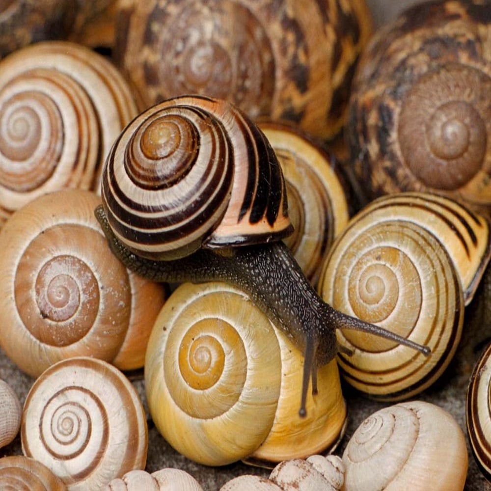 Close-up of snails with spiral shells in various shades of brown and beige.