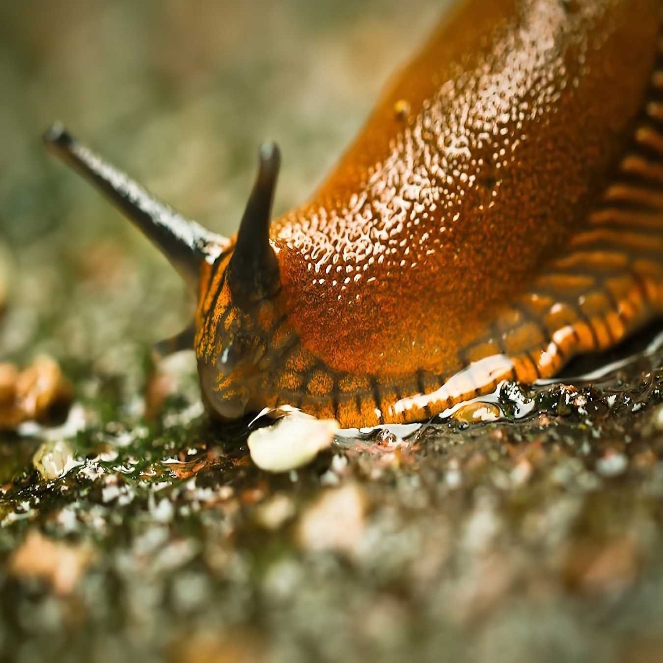 Close-up of a brown slug on a wet surface.