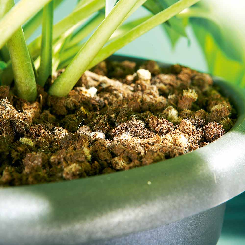 Close-up of a plant pot with Doff Slugs Be Gone wool pellets on the soil surface.