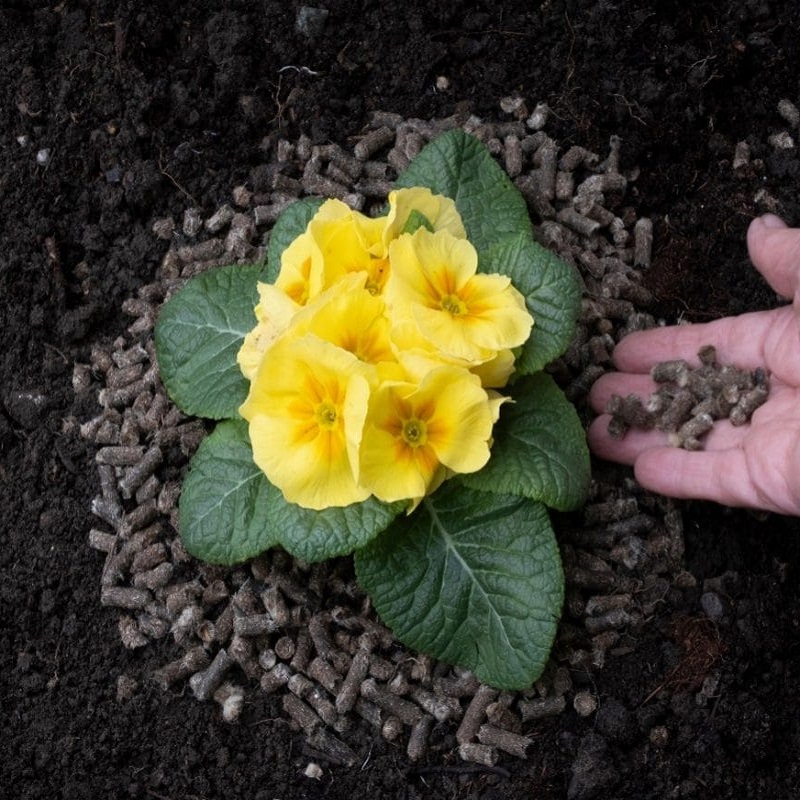 Hand sprinkling Doff Slugs Be Gone wool pellets around a flowering plant in soil.