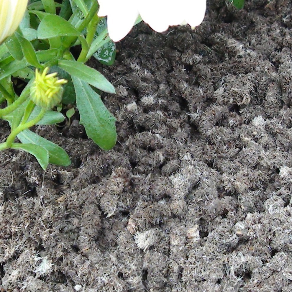 Close-up of wool pellets used as mulch around a plant for pest control.