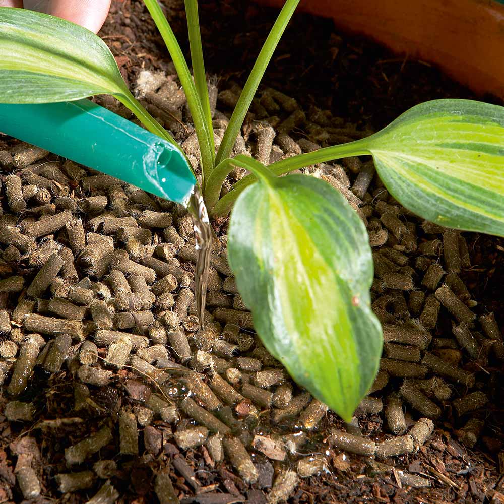 Close-up of a plant surrounded by wool pellets with water being poured from a green spout.