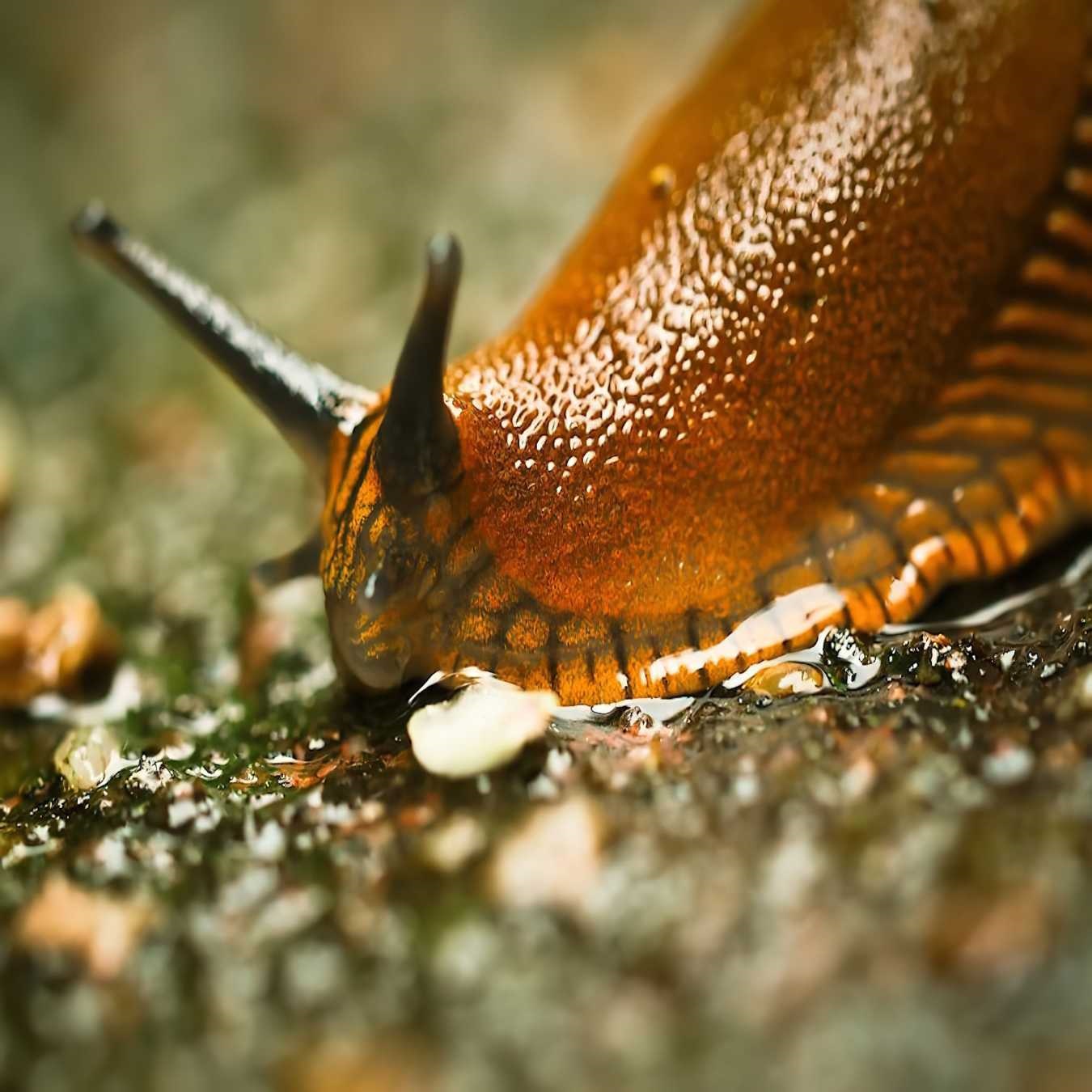 Close-up a slug on a garden surface.