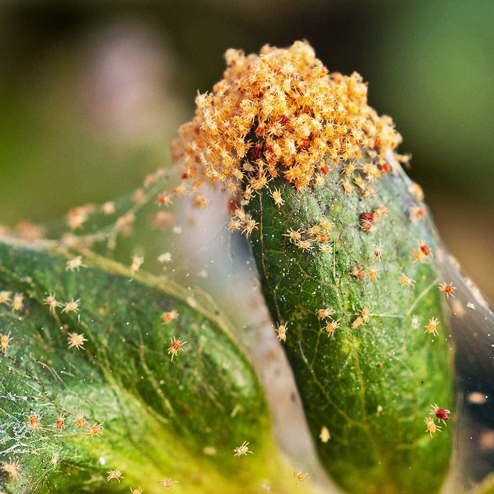 Close-up of a plant leaf infested with small insects and webbing.