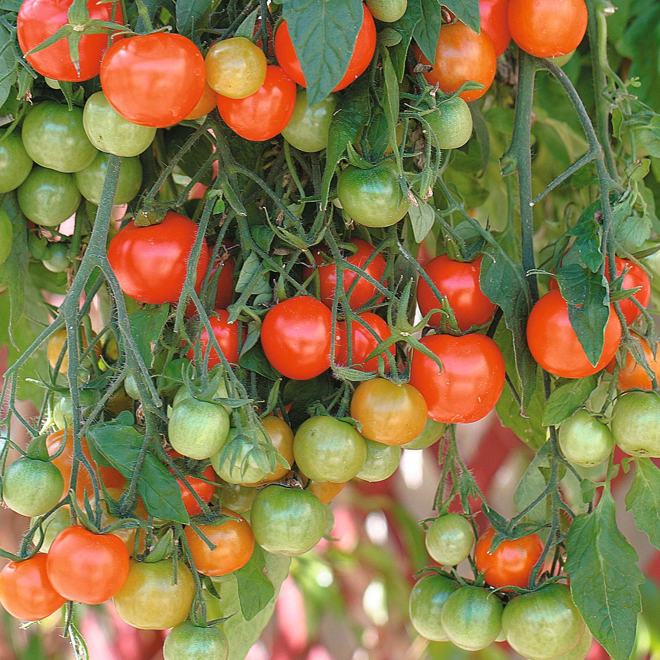 Close-up of ripe and unripe tomatoes on the vine.