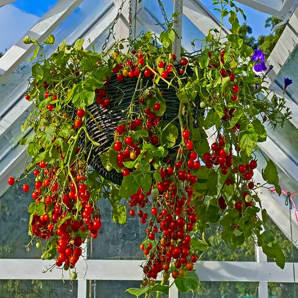 Hanging basket with ripe cherry tomatoes and green leaves in a greenhouse.