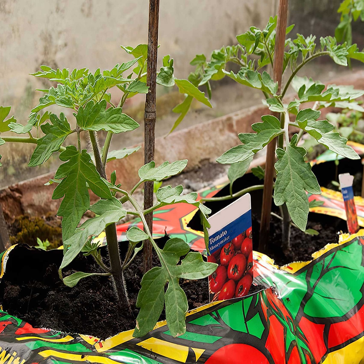 Young tomato plants growing in colourful bags with a label showing tomatoes.