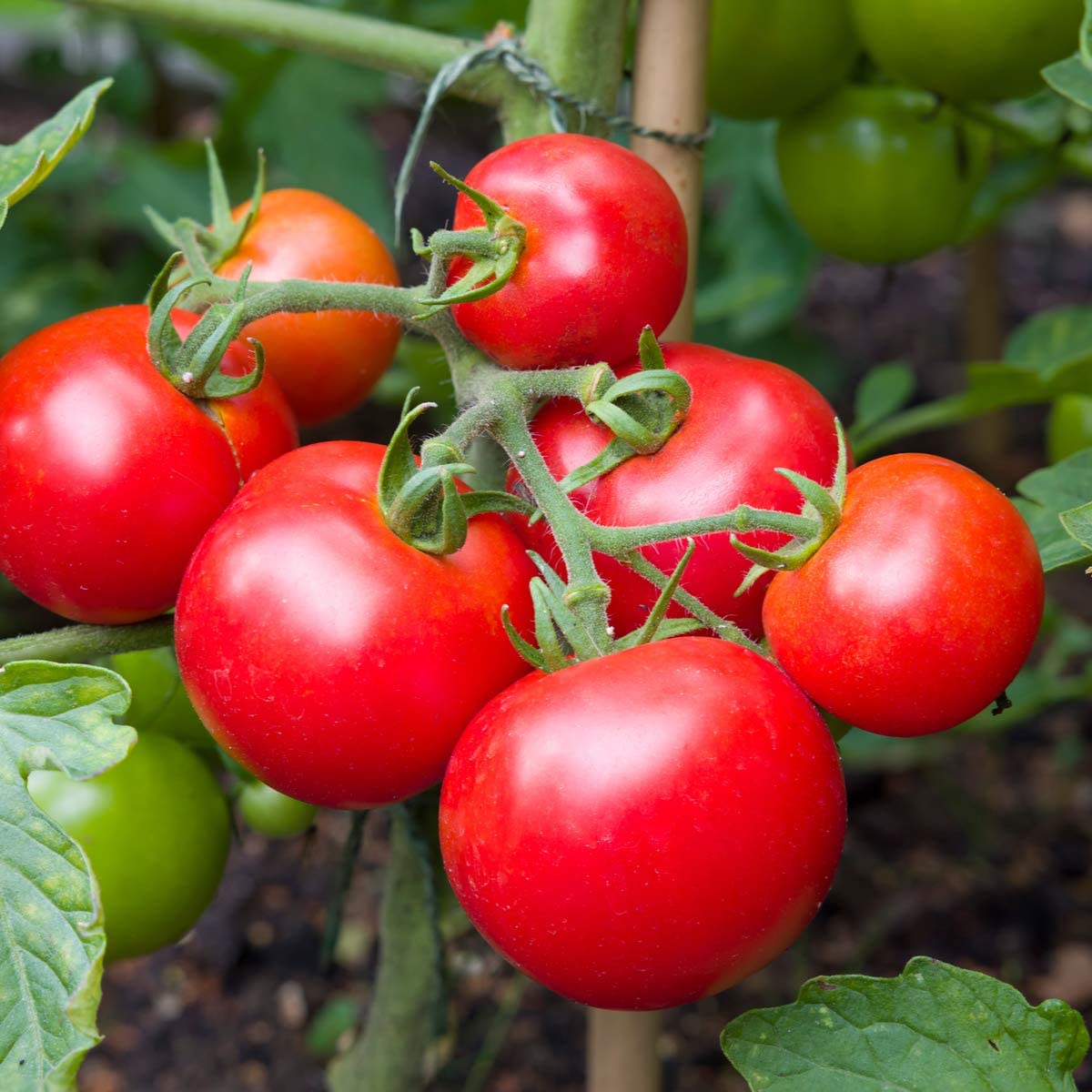 Close-up of ripe red tomatoes on the vine in a garden.